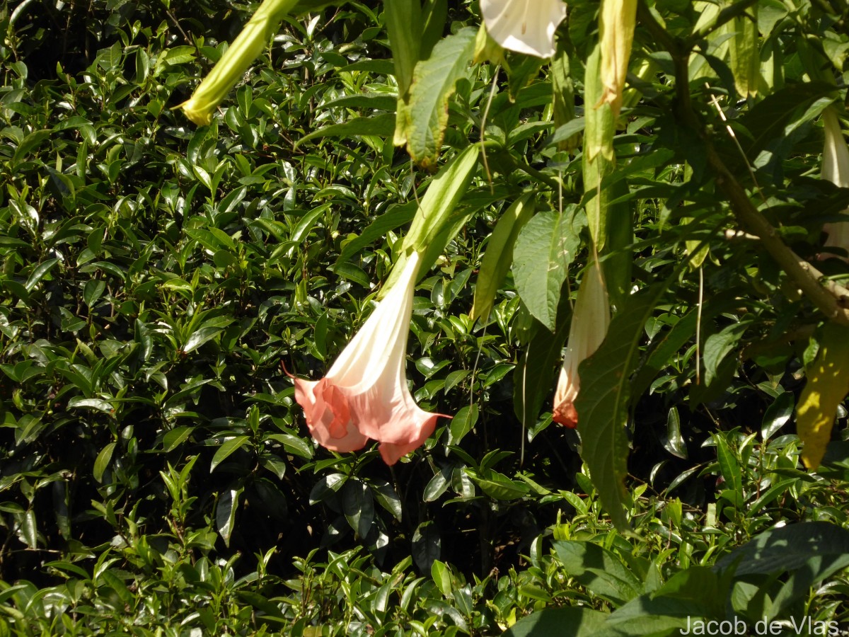 Brugmansia suaveolens (Humb. & Bonpl. ex Willd.) Sweet
